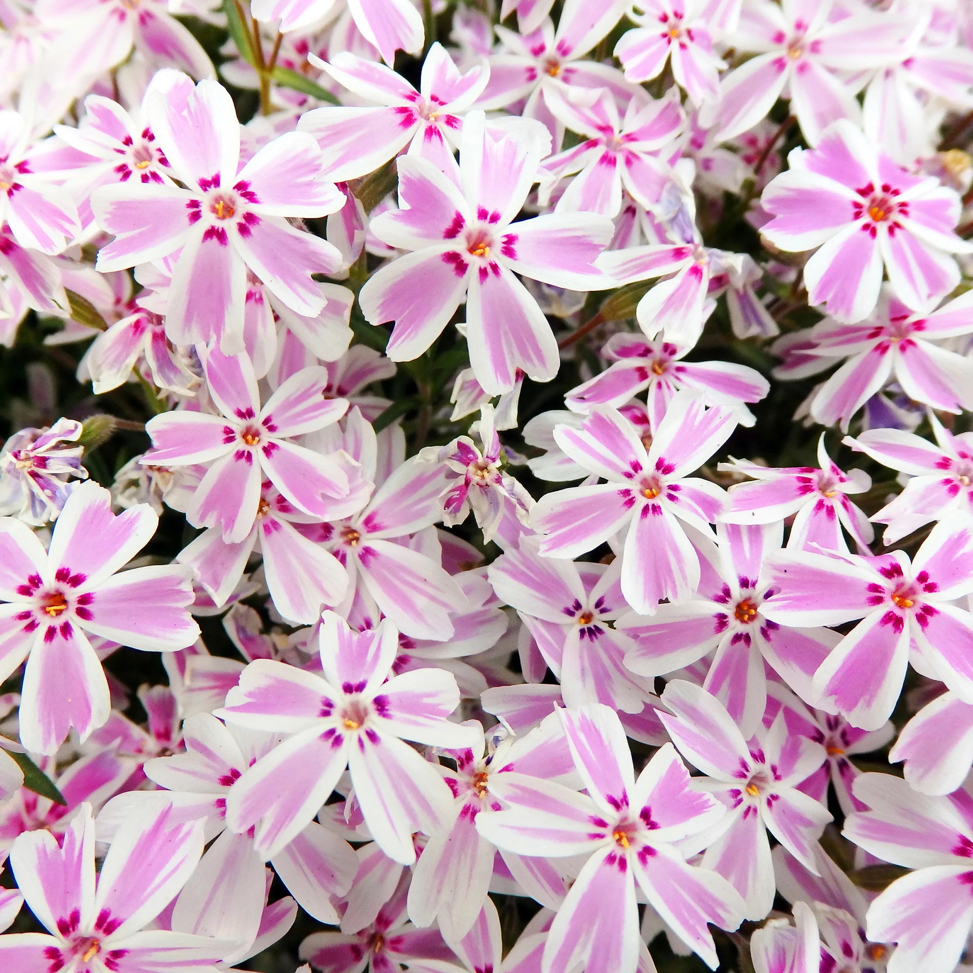 Vlambloem Candy Stripes - Image 3