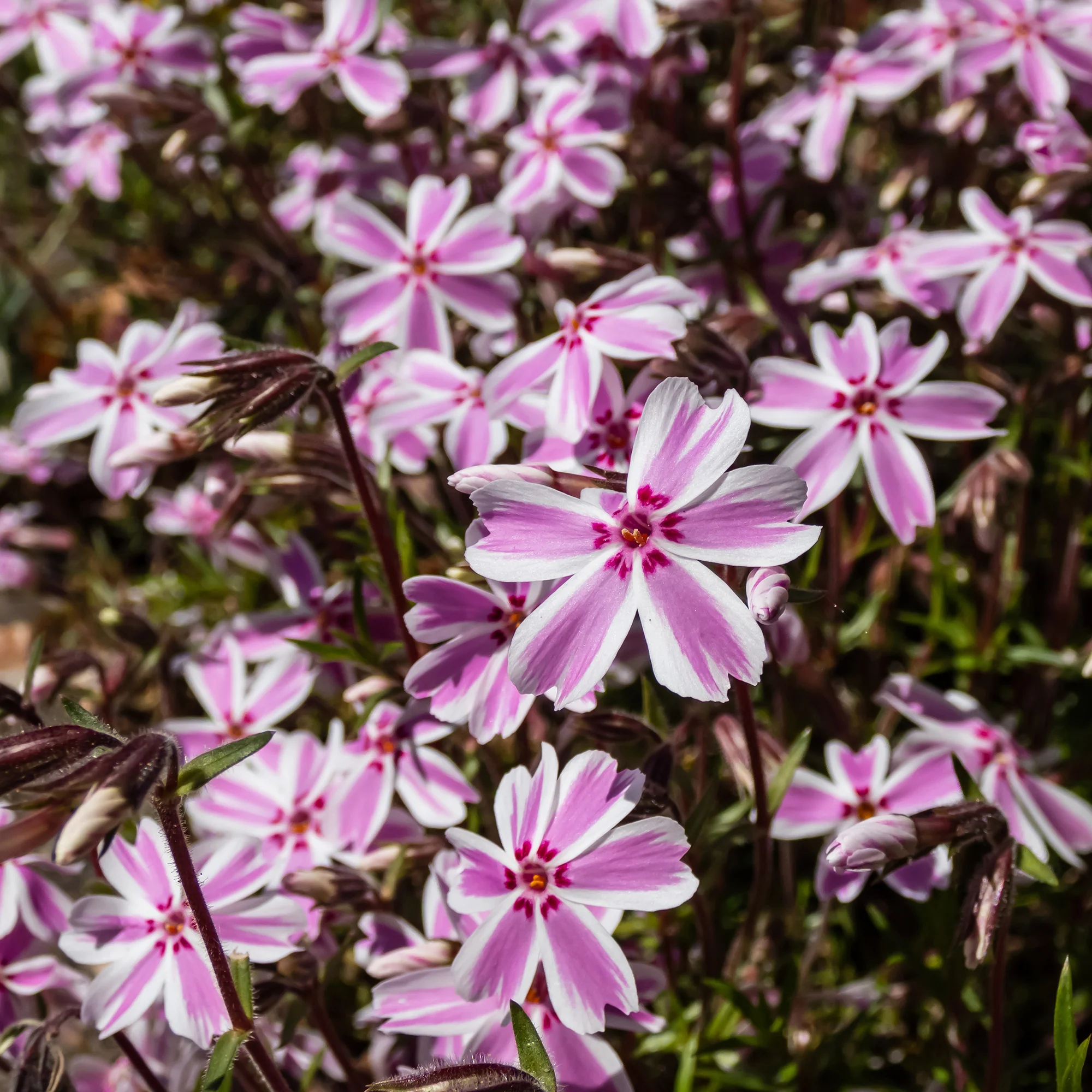Vlambloem Candy Stripes - Image 4