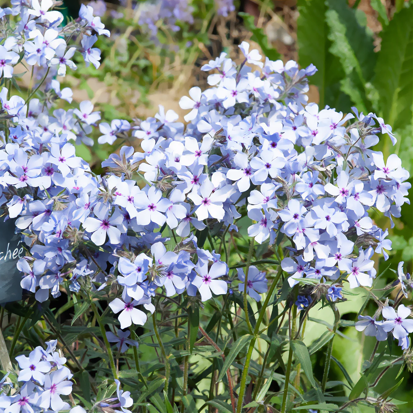 Vlambloem 'Chattahoochee'