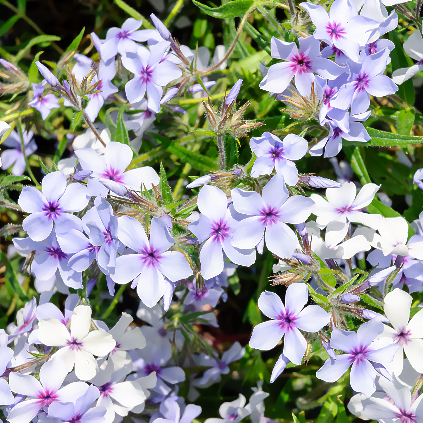 Vlambloem 'Chattahoochee' - Image 2