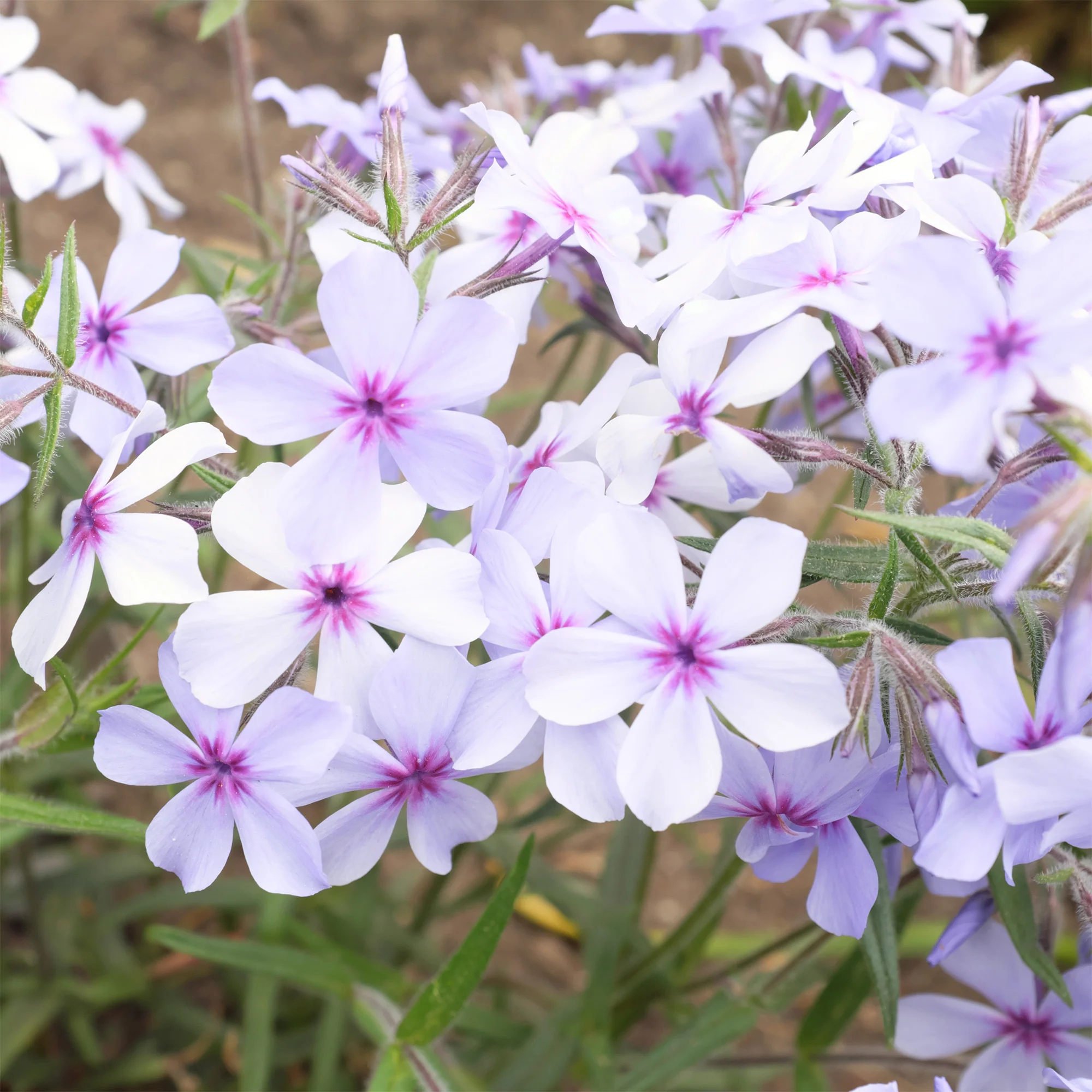 Vlambloem 'Chattahoochee' - Image 3