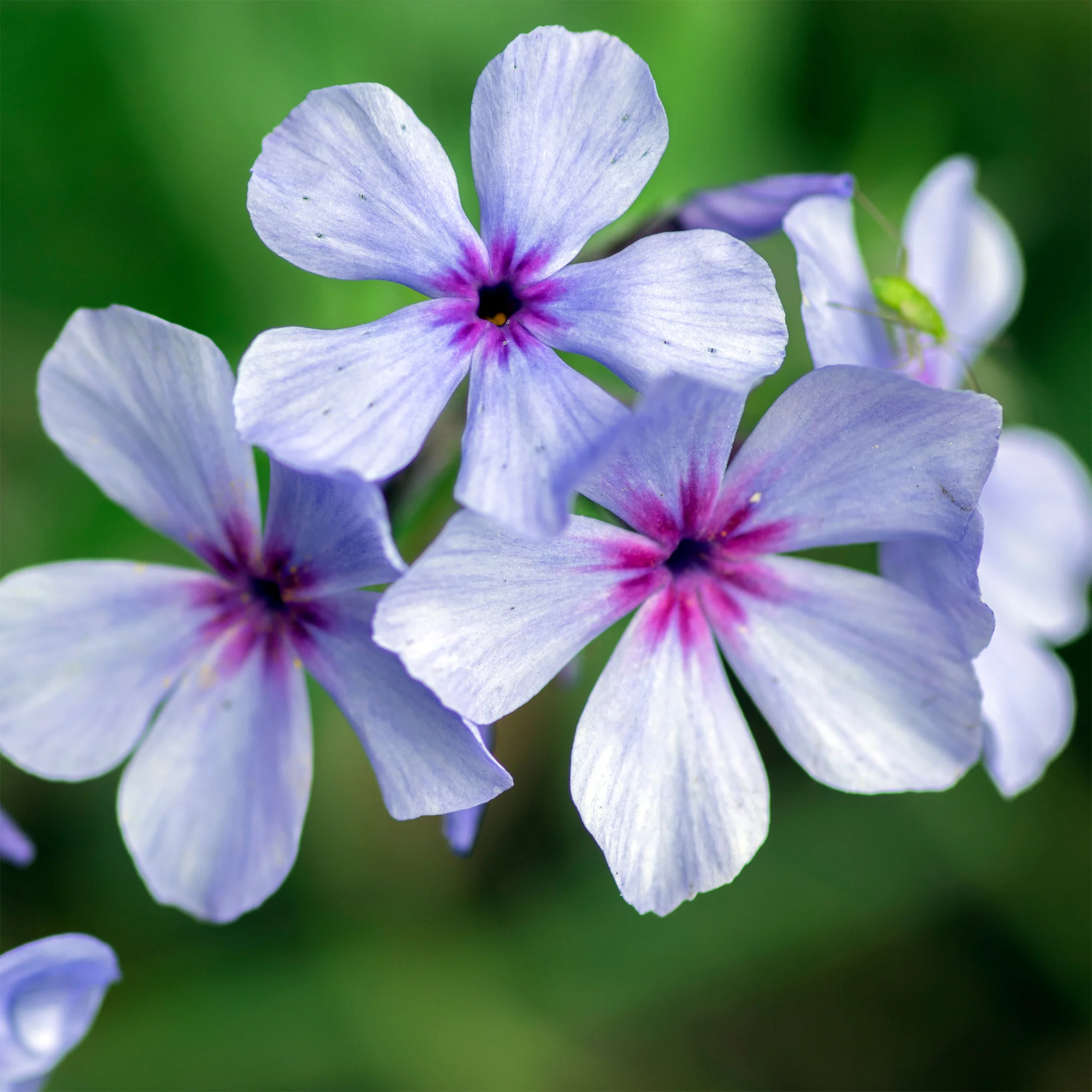 Vlambloem 'Chattahoochee' - Image 4