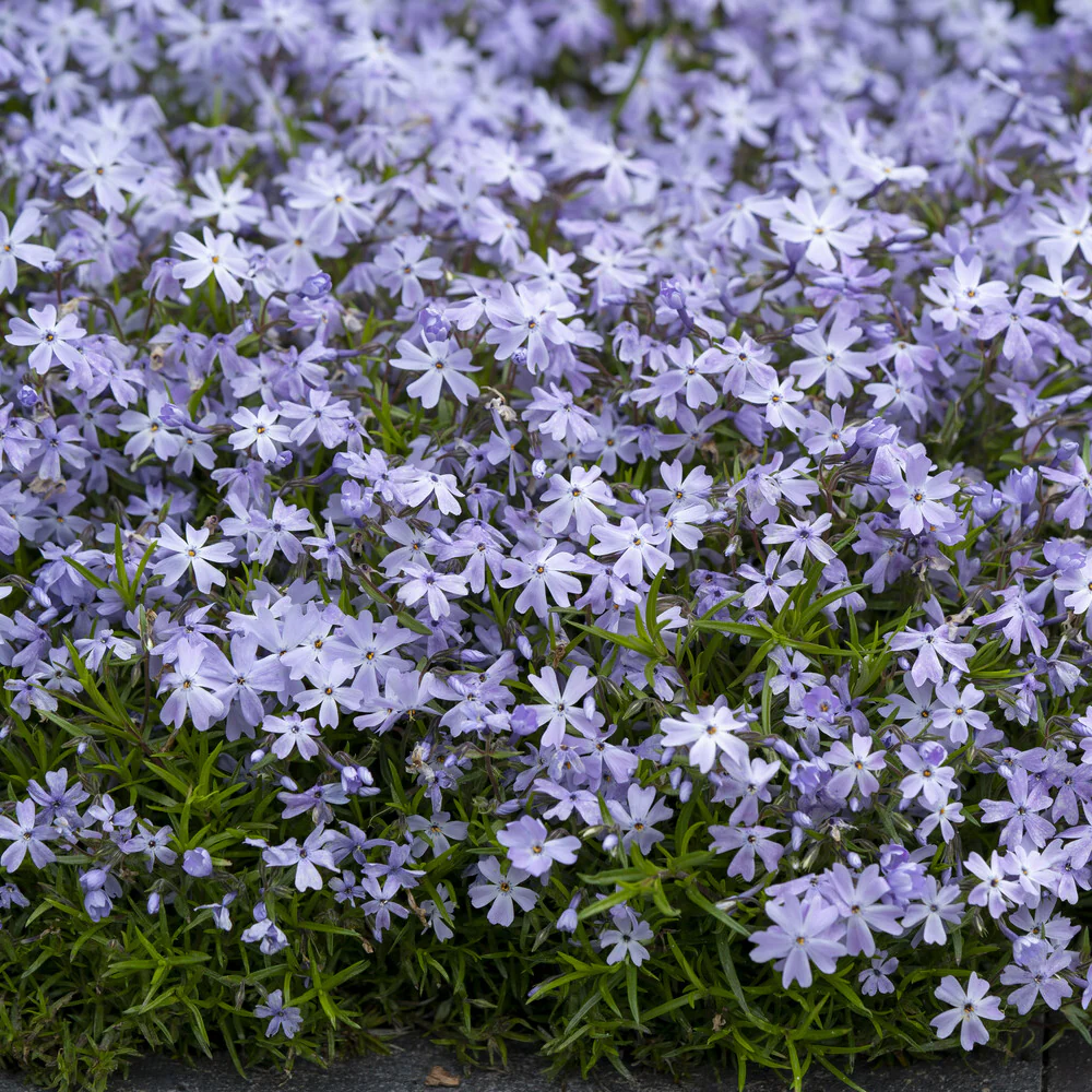 Vlambloem Emerald Cushion Blue