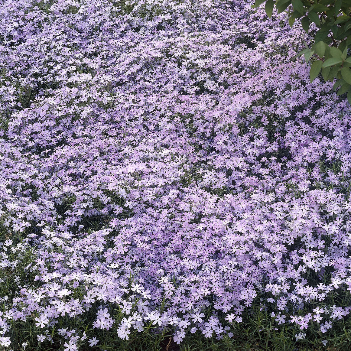 Vlambloem Emerald Cushion Blue - Image 2