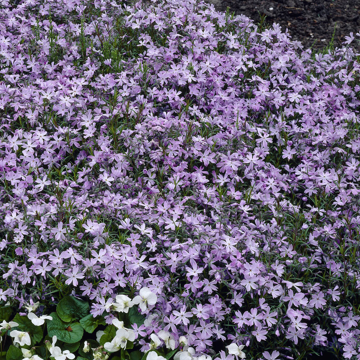 Vlambloem Emerald Cushion Blue - Image 4