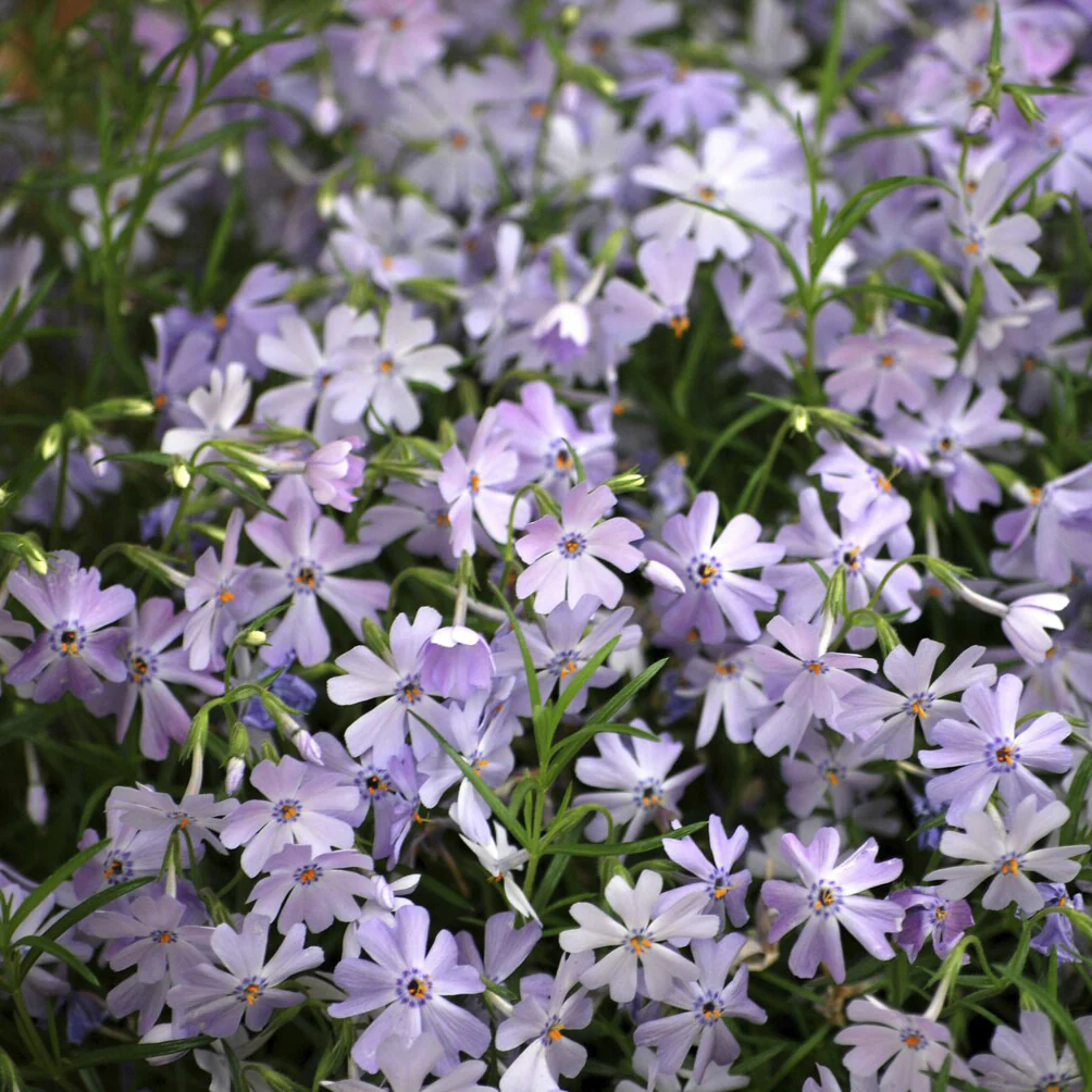 Vlambloem Emerald Cushion Blue - Image 5