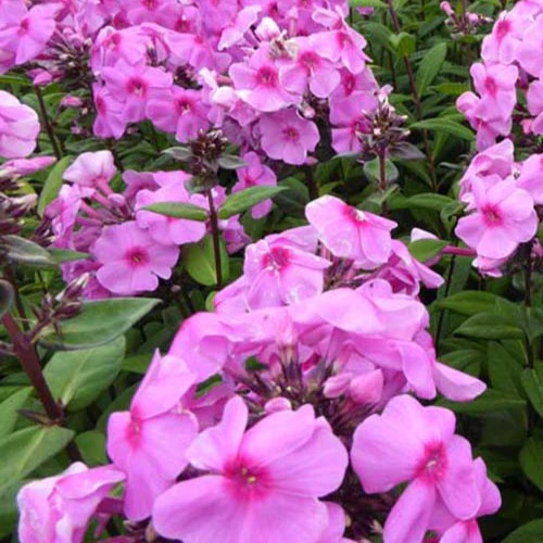 Vlambloem 'Eva Cullum'