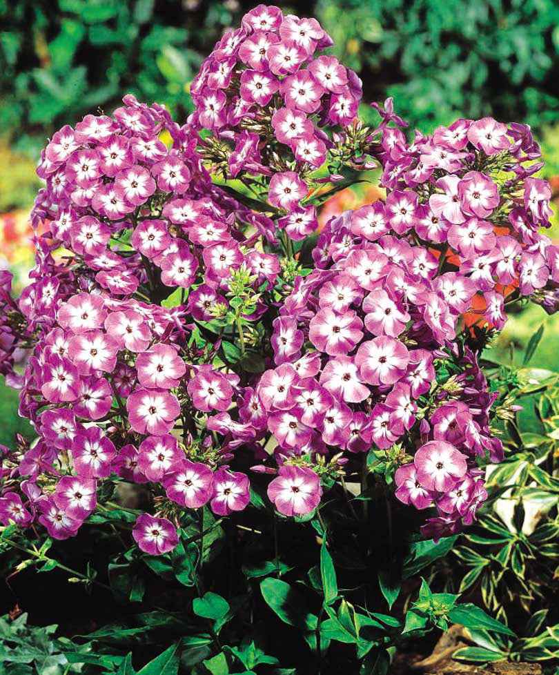Vlambloem 'Laura' (x3) - Image 2