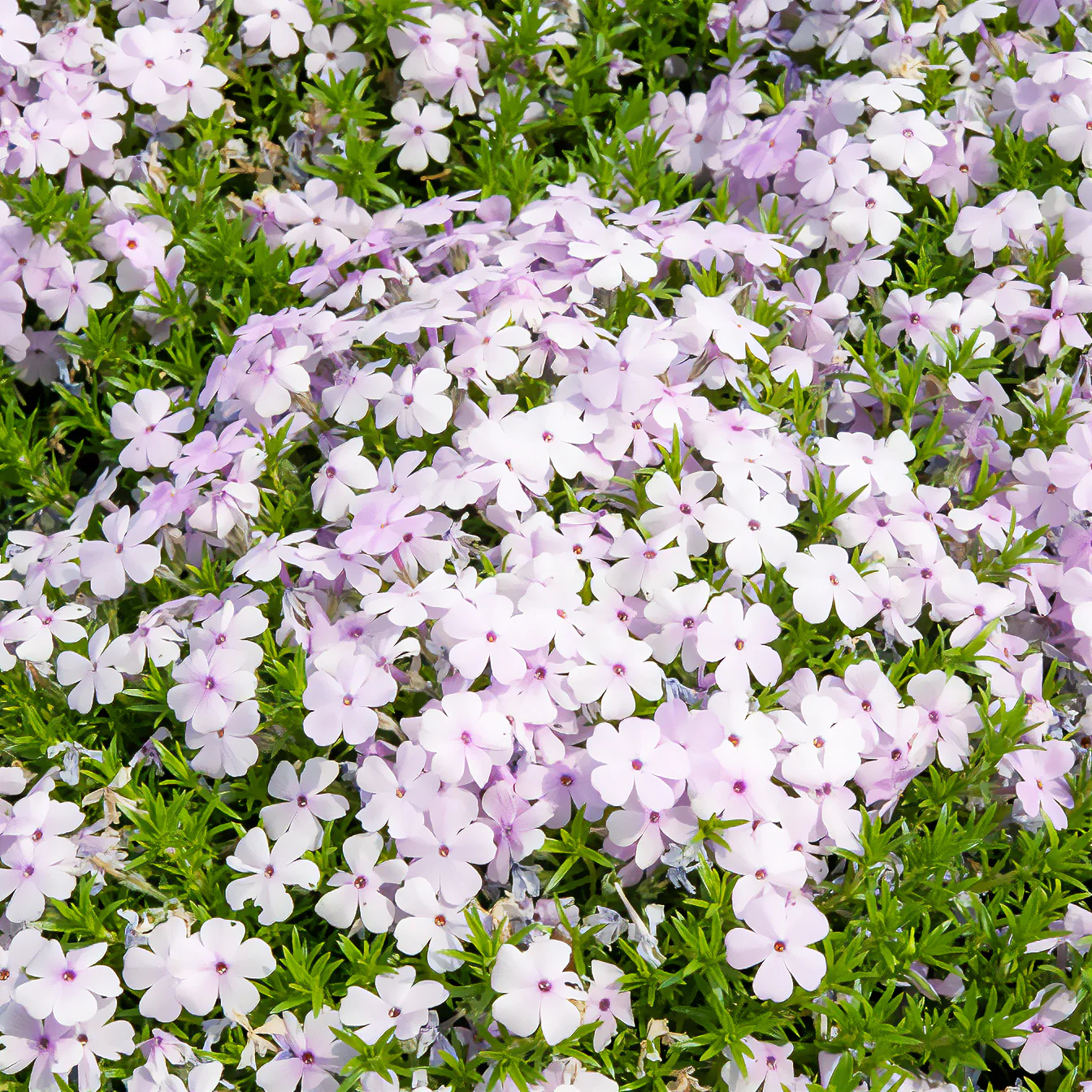 Vlambloem 'Lilac Cloud'