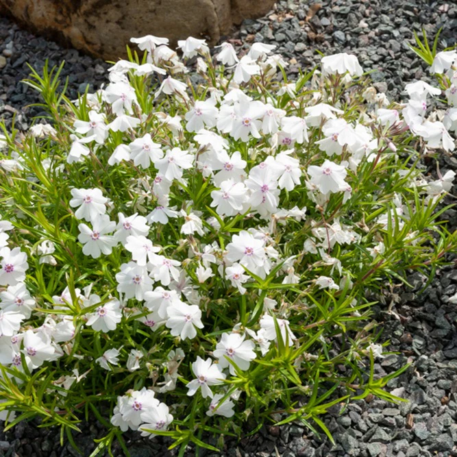 Vlambloem Maischnee (x3)