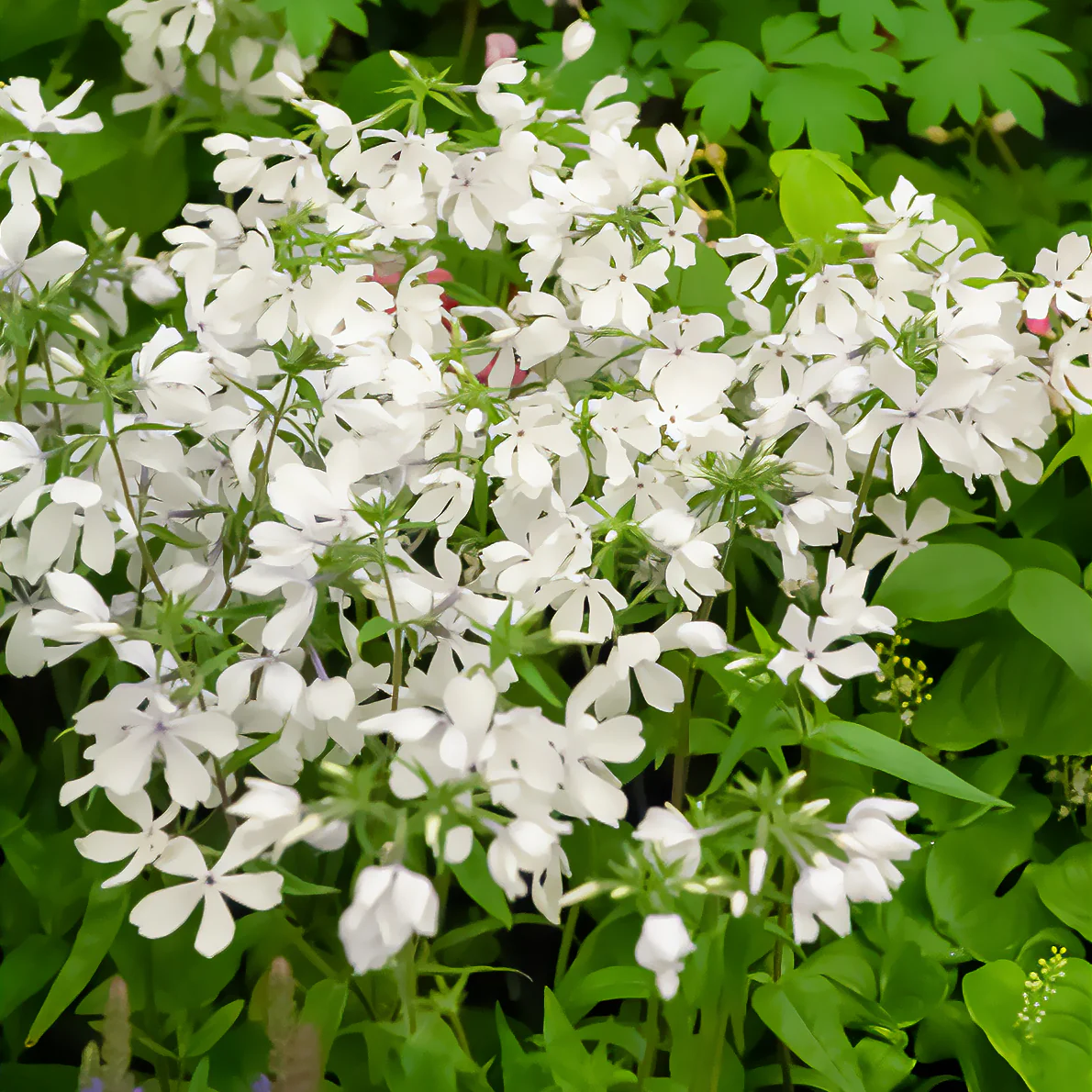 Vlambloem 'May Breeze'
