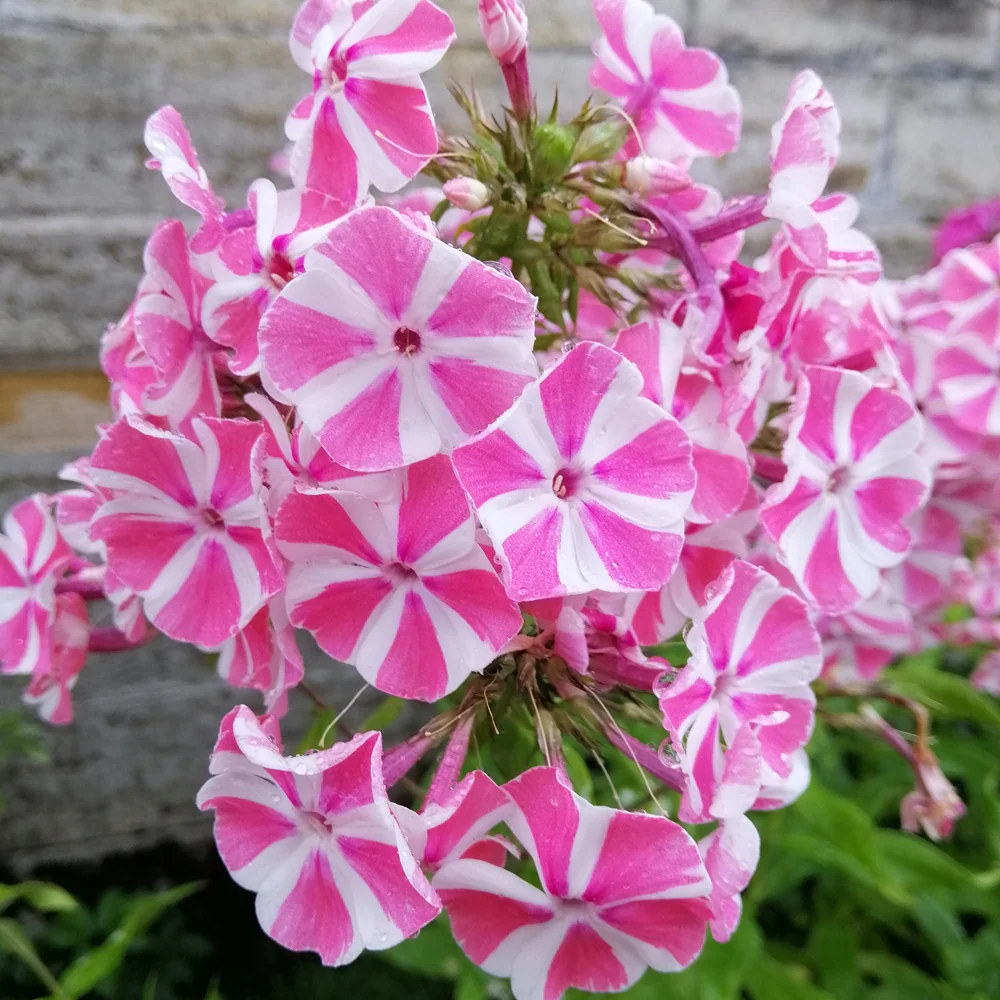 Vlambloem 'Peppermint Twist'