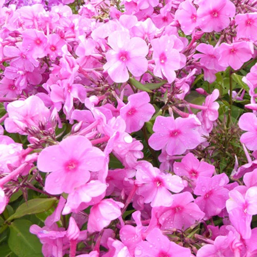 Vlambloem Pink Eye Flame