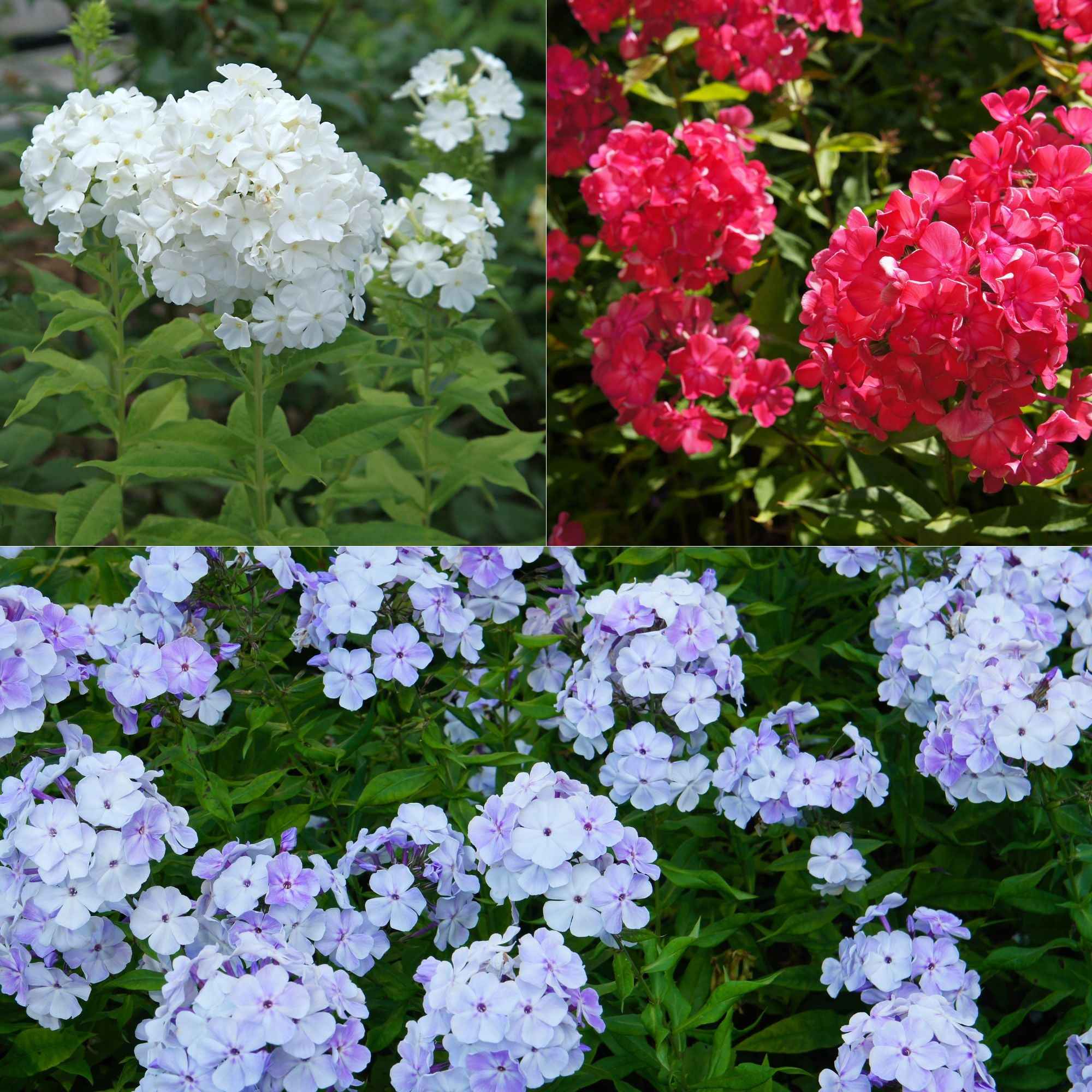 Vlambloem - rood + wit + blauw (x3)