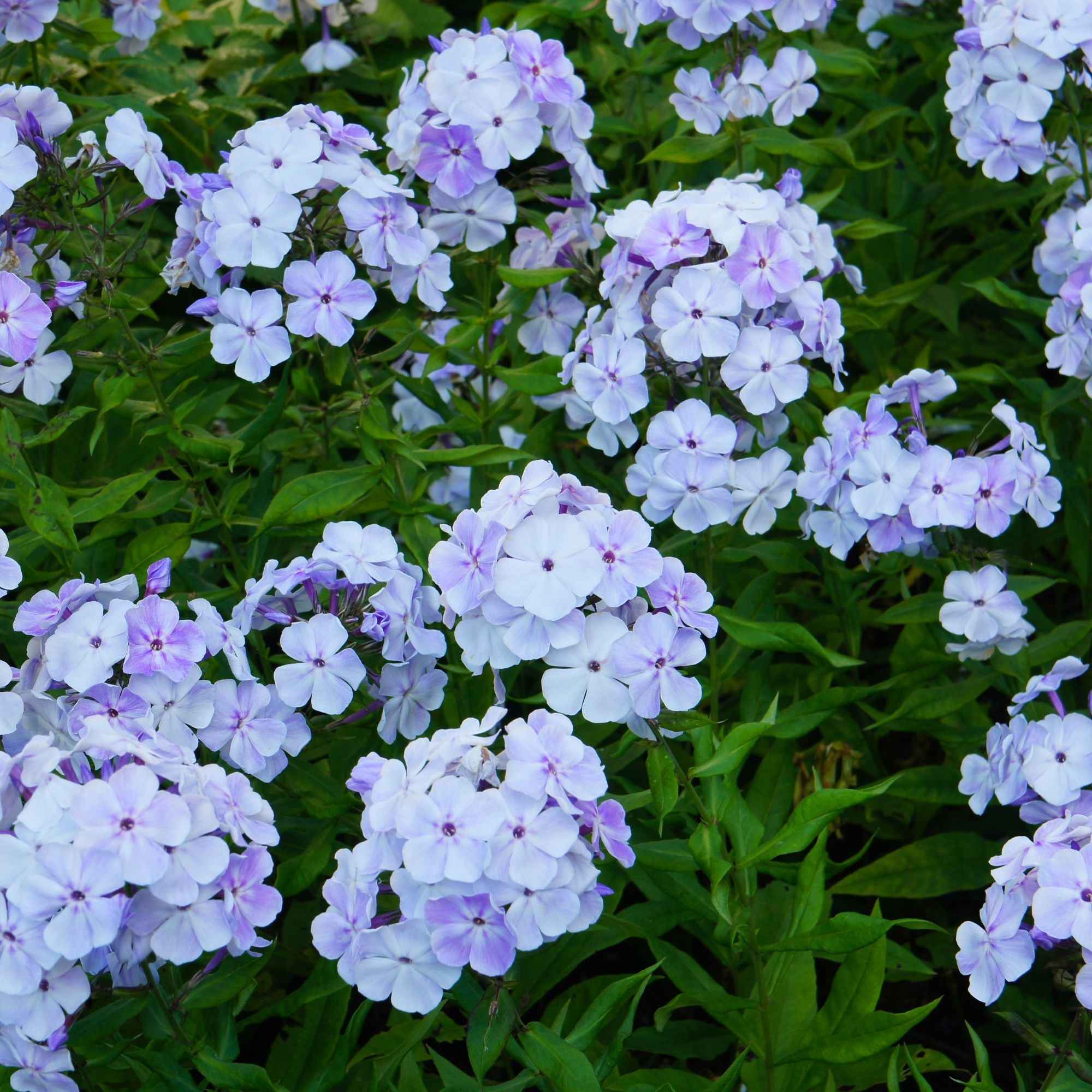 Vlambloem - rood + wit + blauw (x3) - Image 2