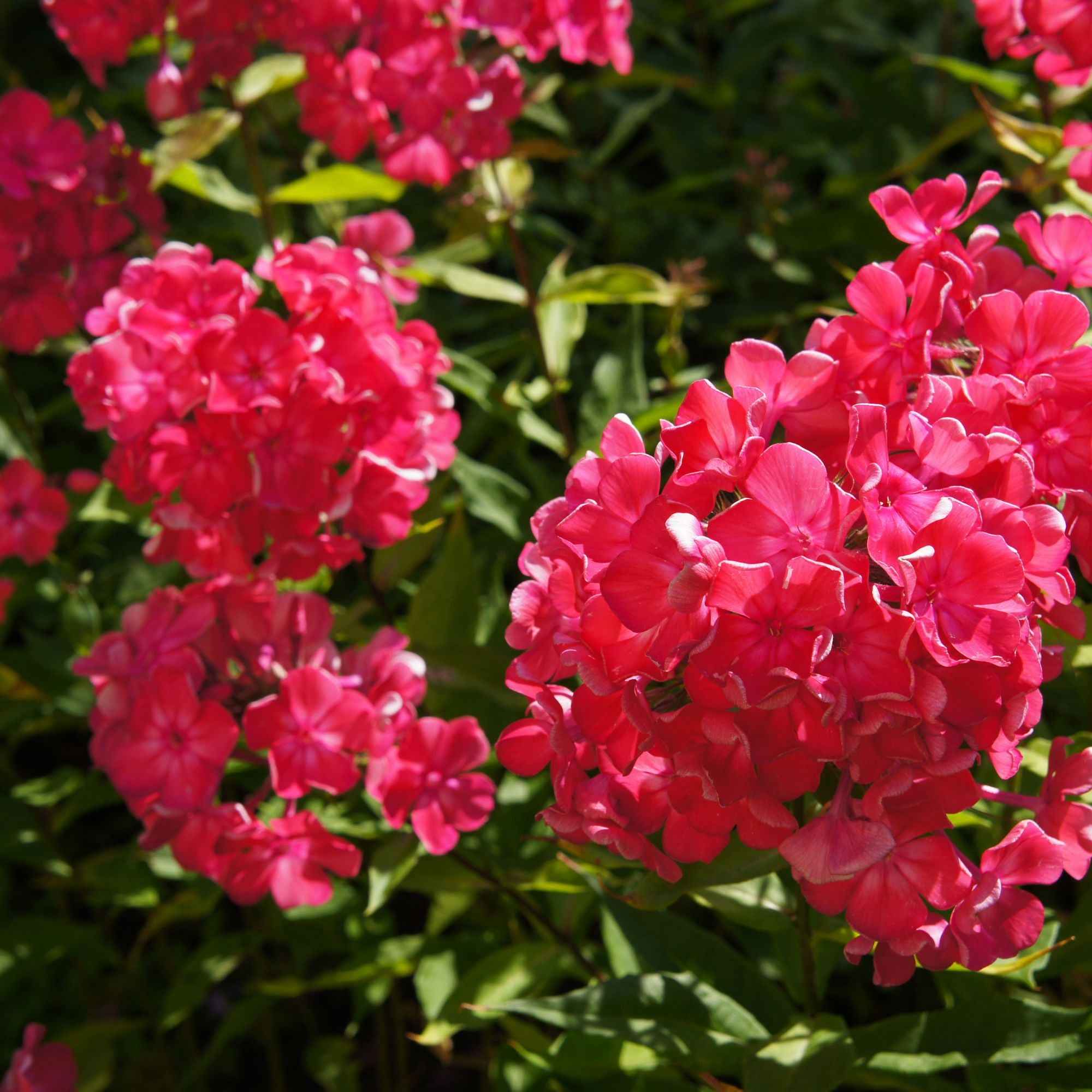 Vlambloem - rood + wit + blauw (x3) - Image 3