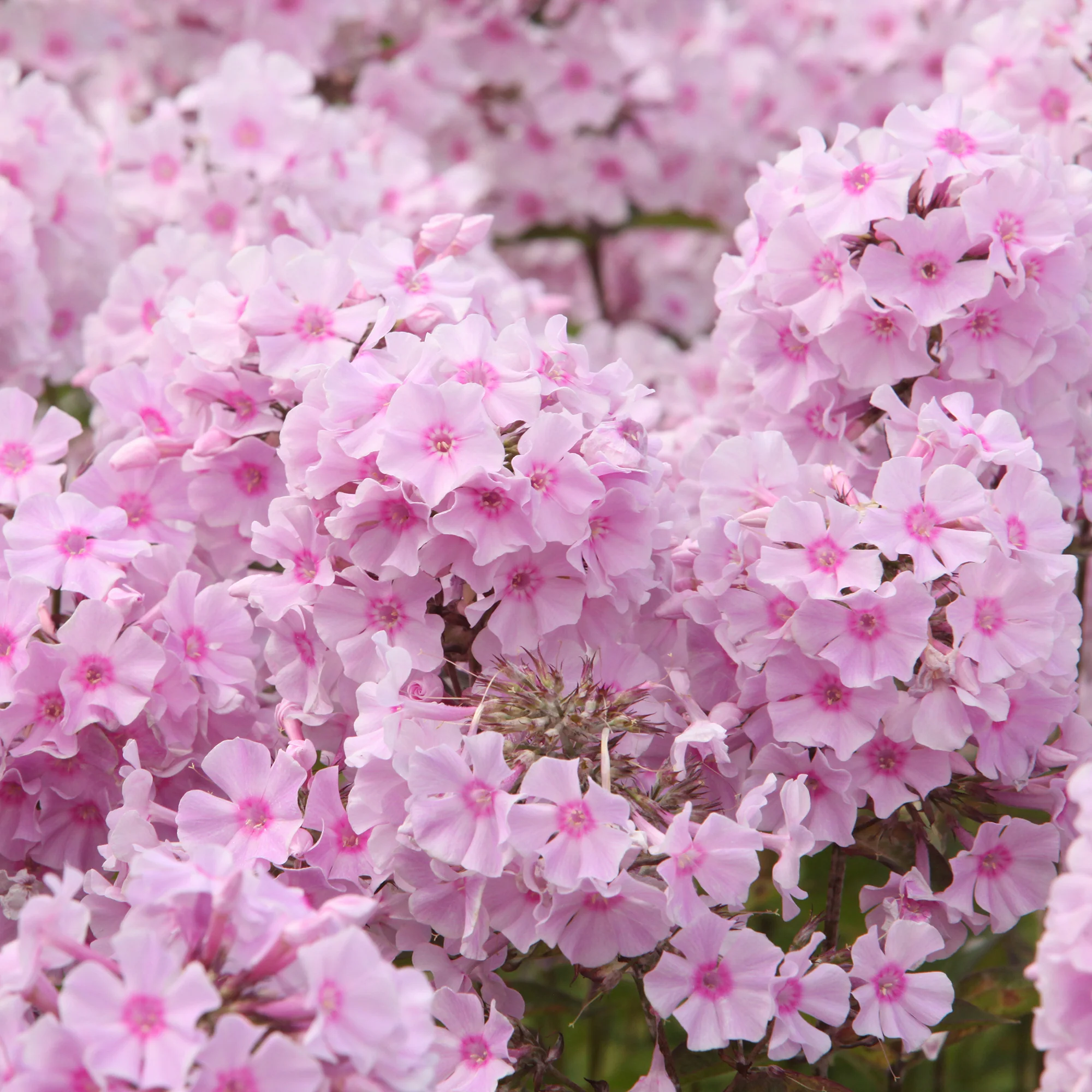 Vlambloem Rosa Pastel - Image 2