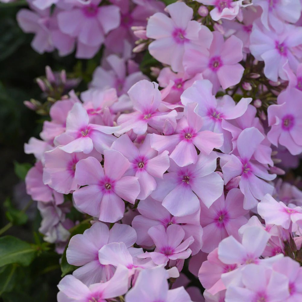 Vlambloem Rosa Pastel - Image 3