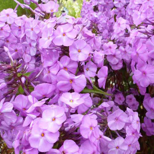 Vlambloem Rosalinde