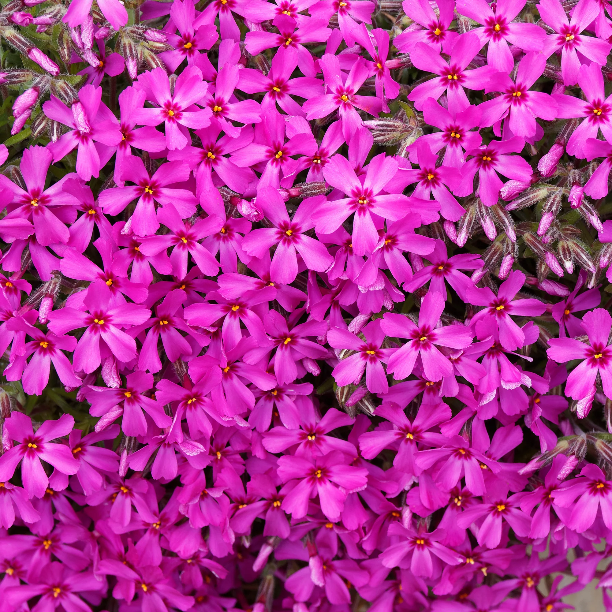 Vlambloem 'Scarlet Flame'