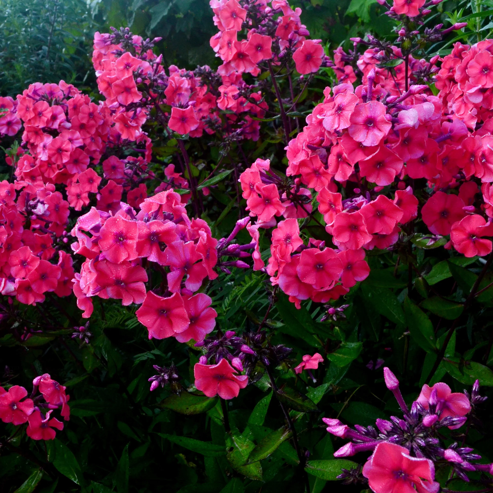 Vlambloem Starfire