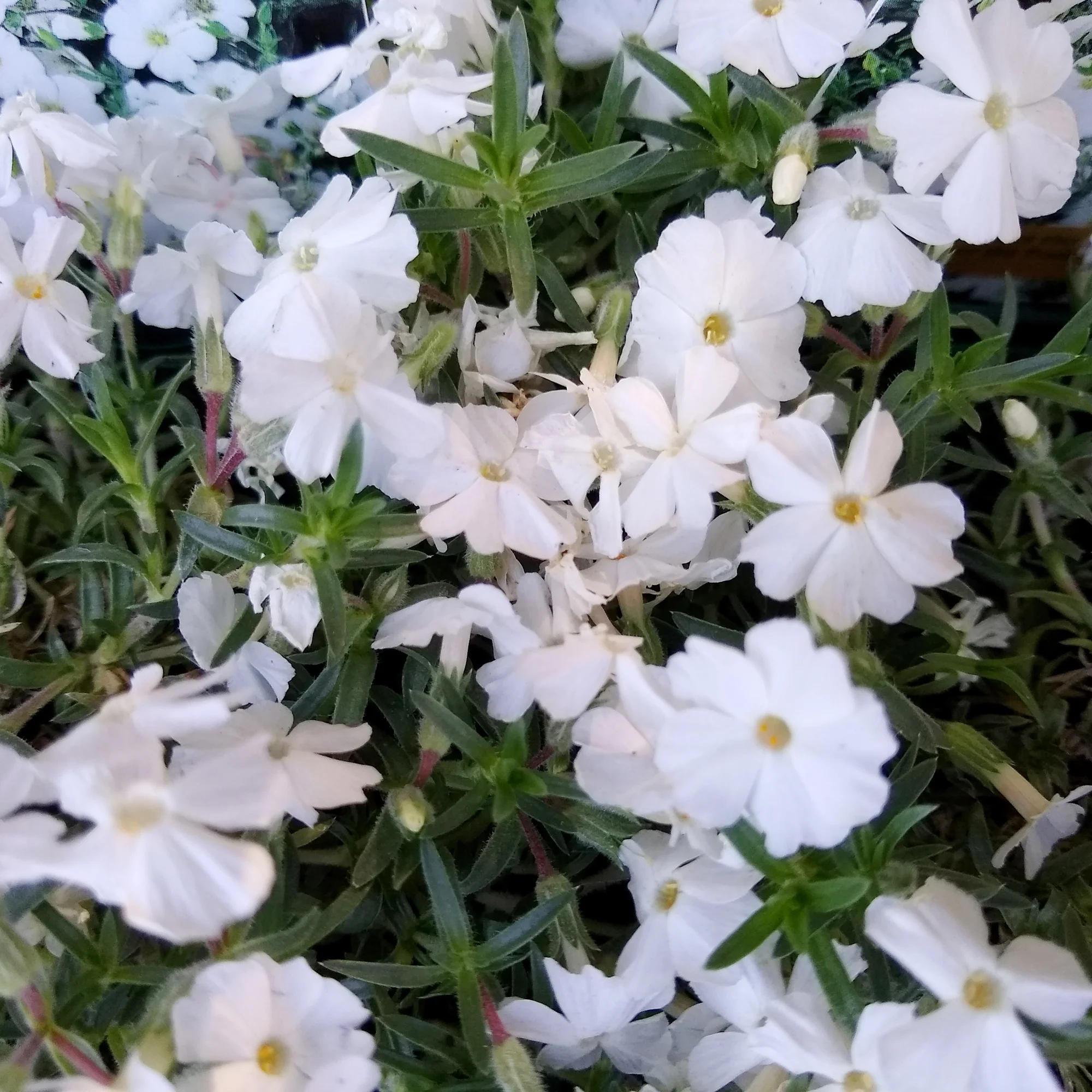 Dwergphlox 'White Admiral'