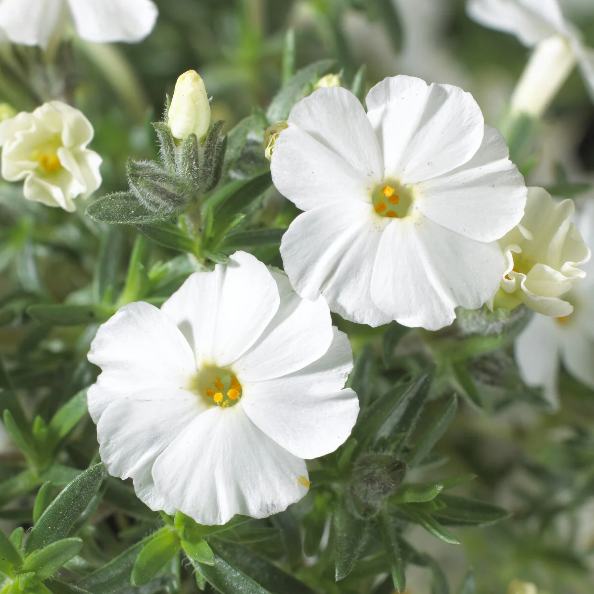 Dwergphlox 'White Admiral' - Image 2