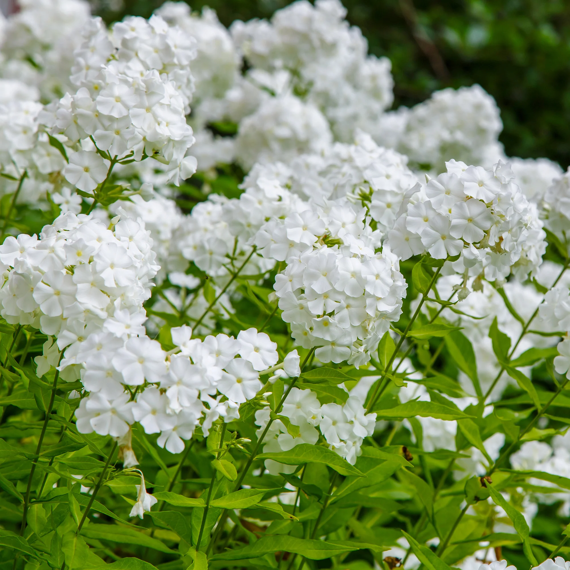 Vlambloem 'White Admiral'
