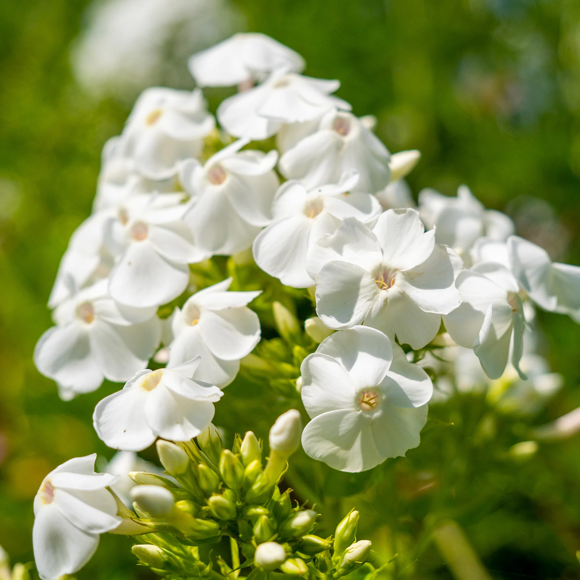 Vlambloem 'White Admiral' - Image 2