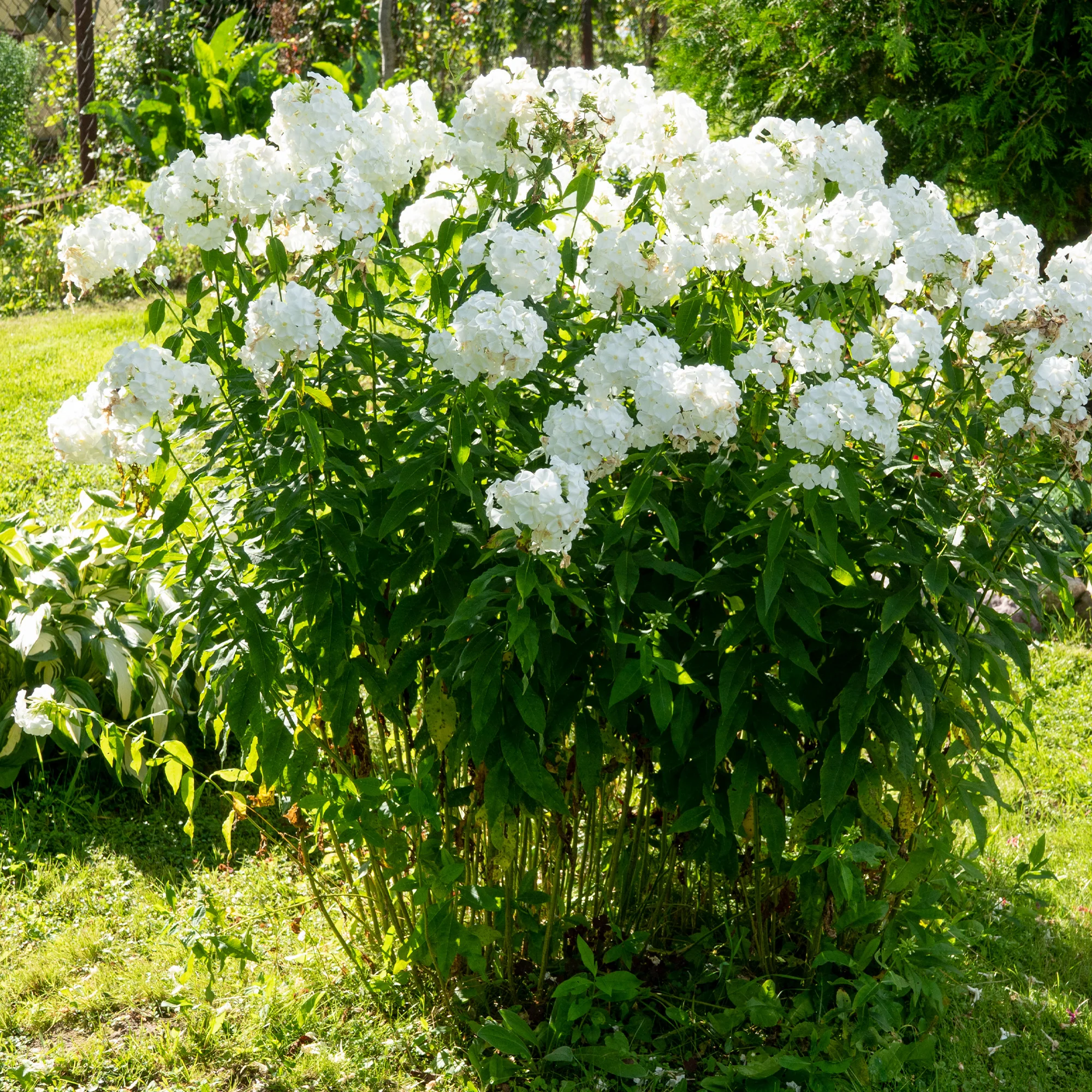 Vlambloem 'White Admiral' - Image 3