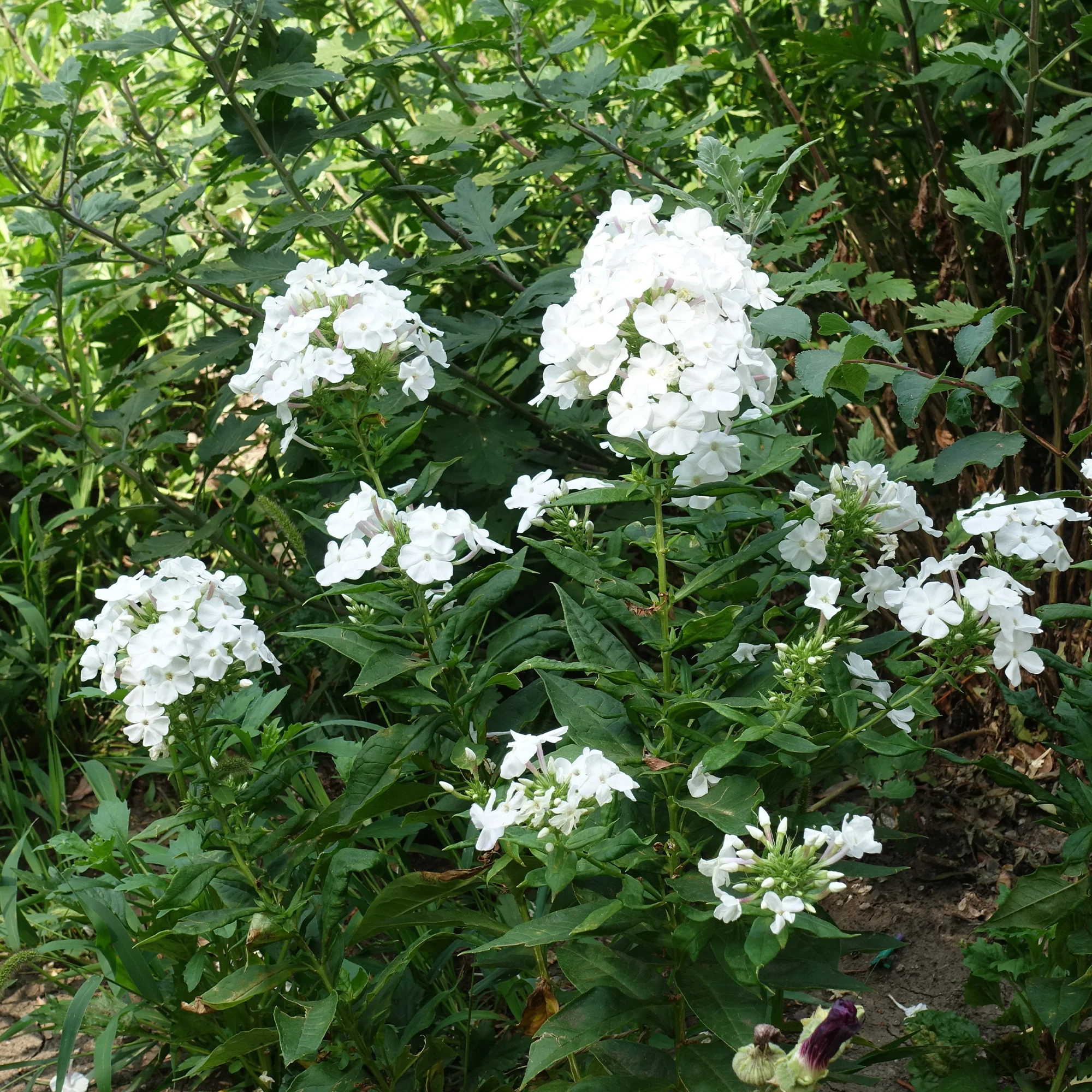 Vlambloem 'White Admiral' - Image 4