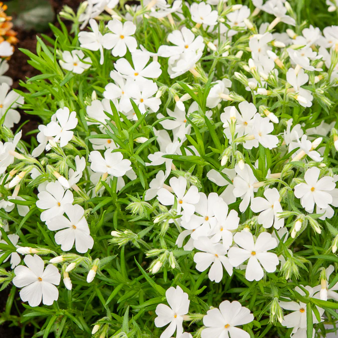 Vlambloem White Delight