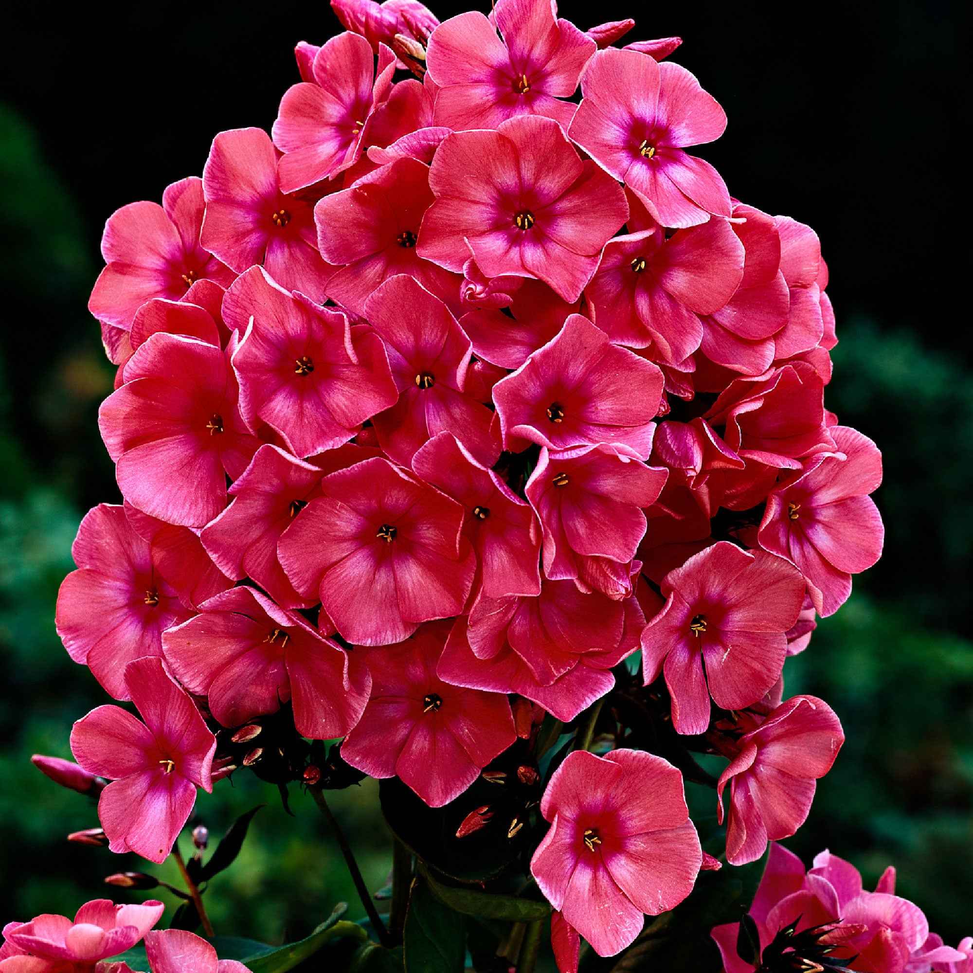 Vlambloem 'Windsor' (x3)