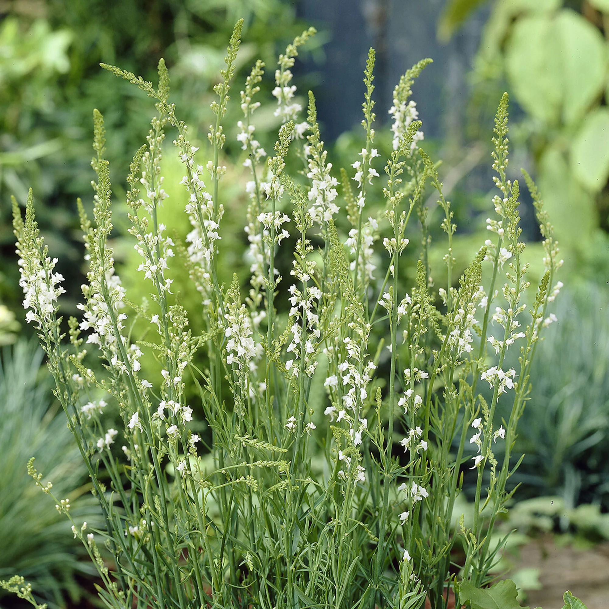 Vlasleeuwenbek Springside White