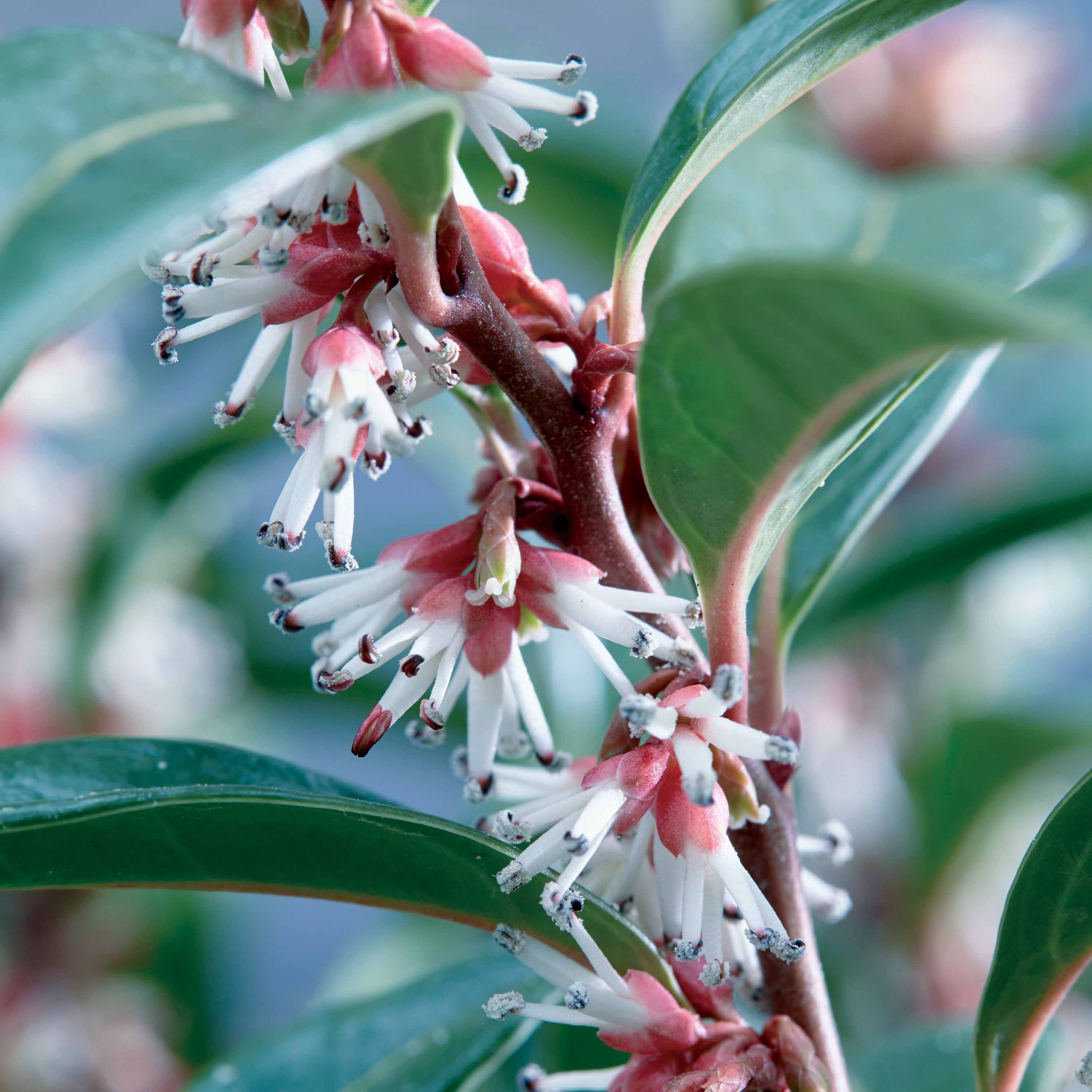 Vleesbes 'Winter Gem' - Image 2
