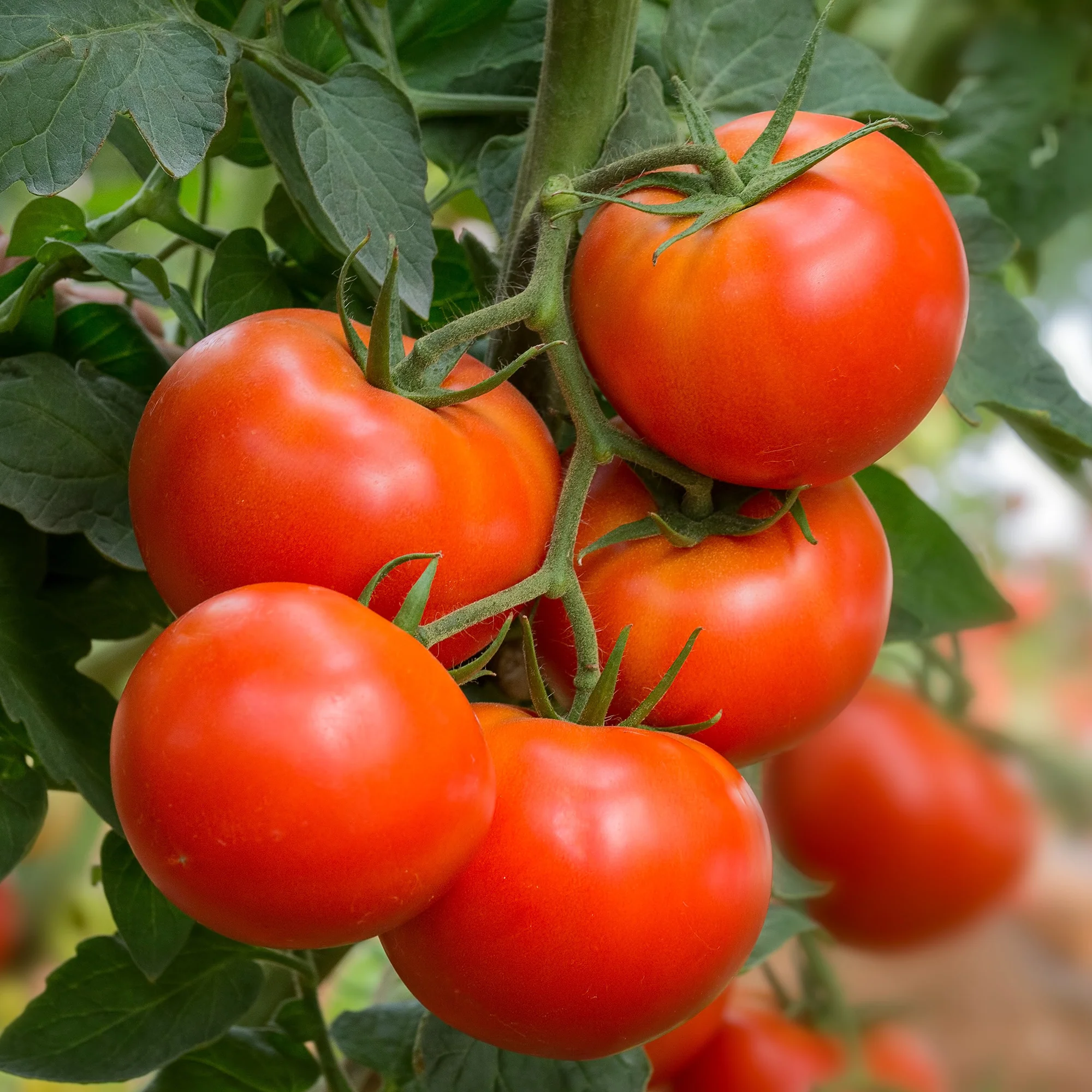 Vleestomaat 'Beefmaster F1'