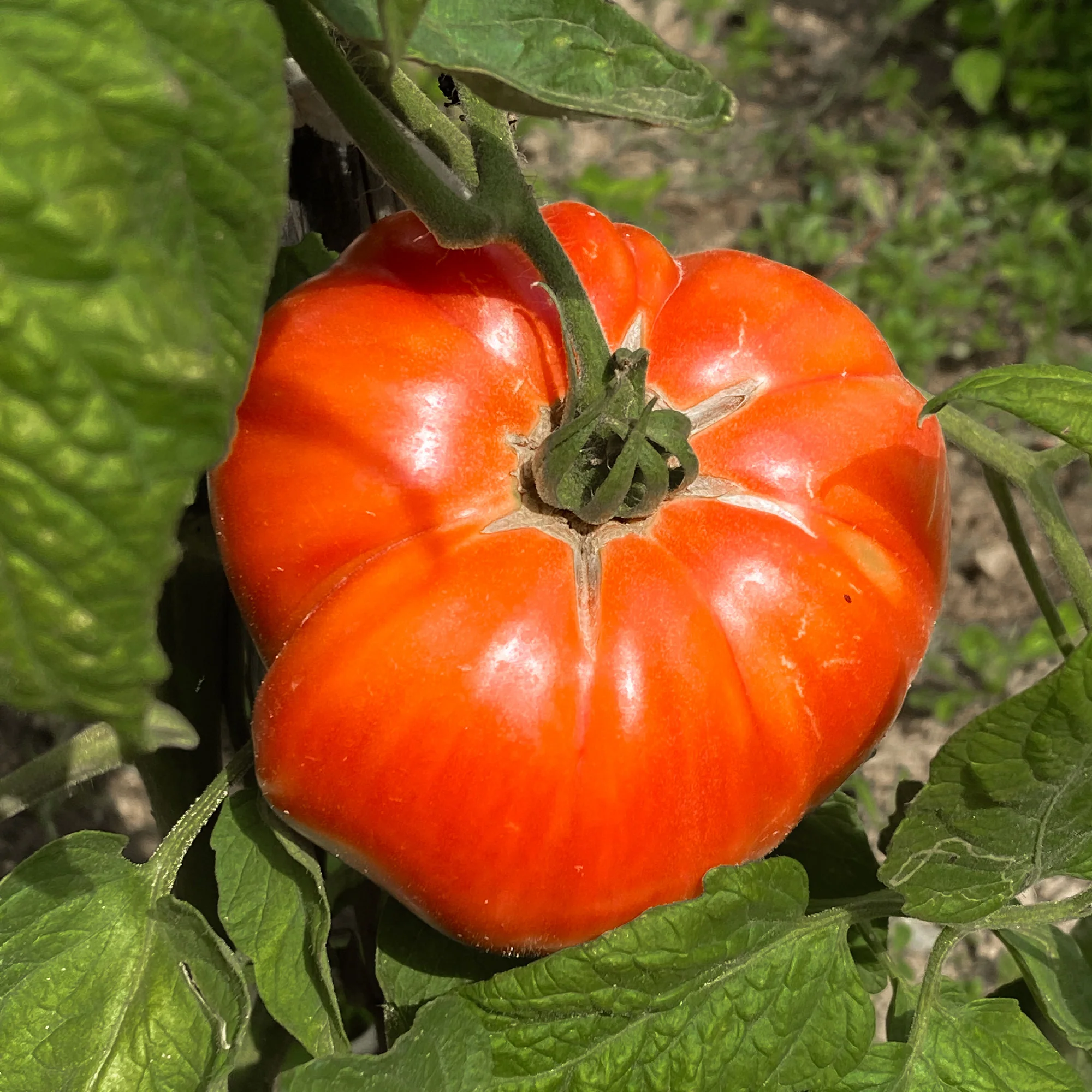 Vleestomaat 'Beefsteak' - Image 2
