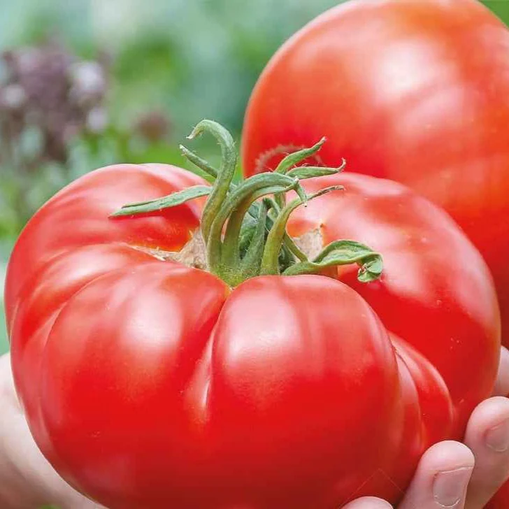 Vleestomaat 'Country Taste F1' - BIO