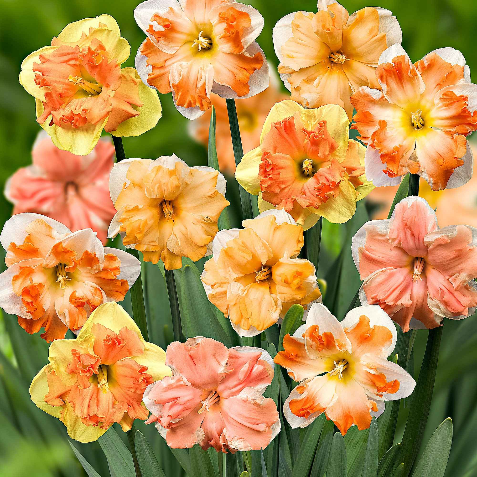 Vlinderbloemige narcis Mix (x10)