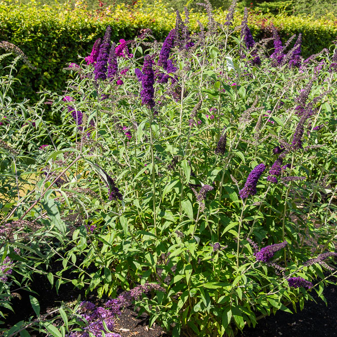 Vlinderstruik 'Black Knight'