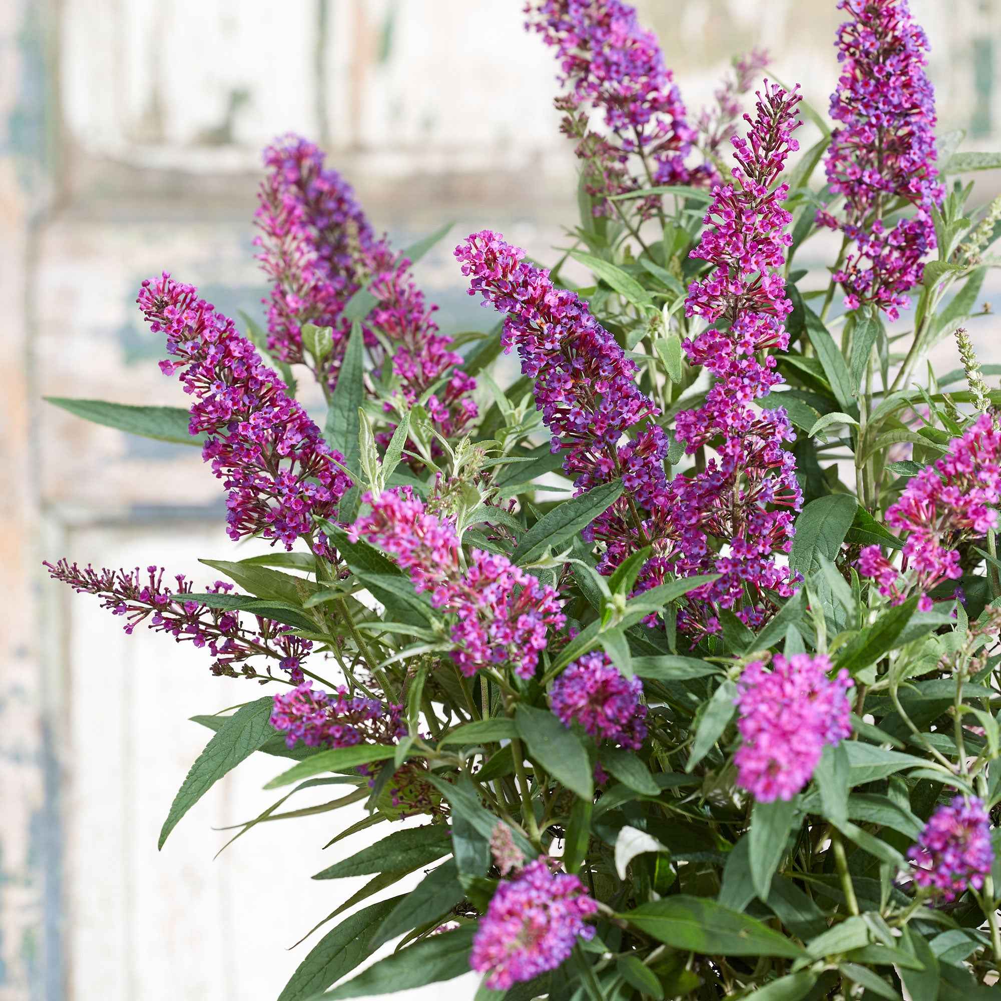 Vlinderstruik 'Butterfly Towers'