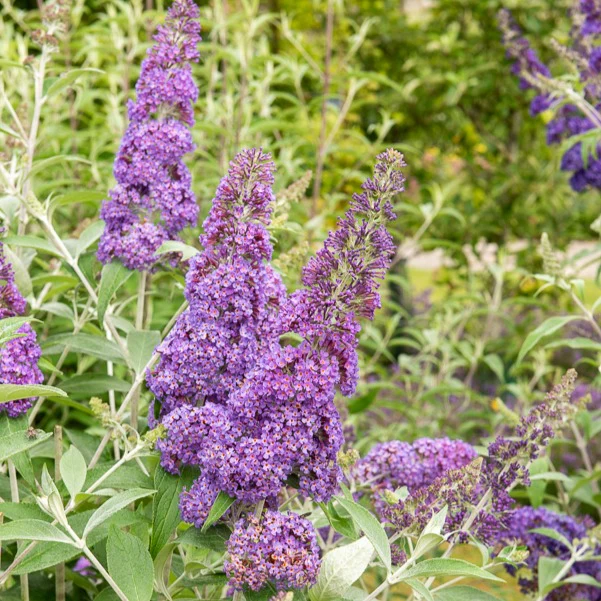 Vlinderstruik 'Lavender Flow' - Image 2