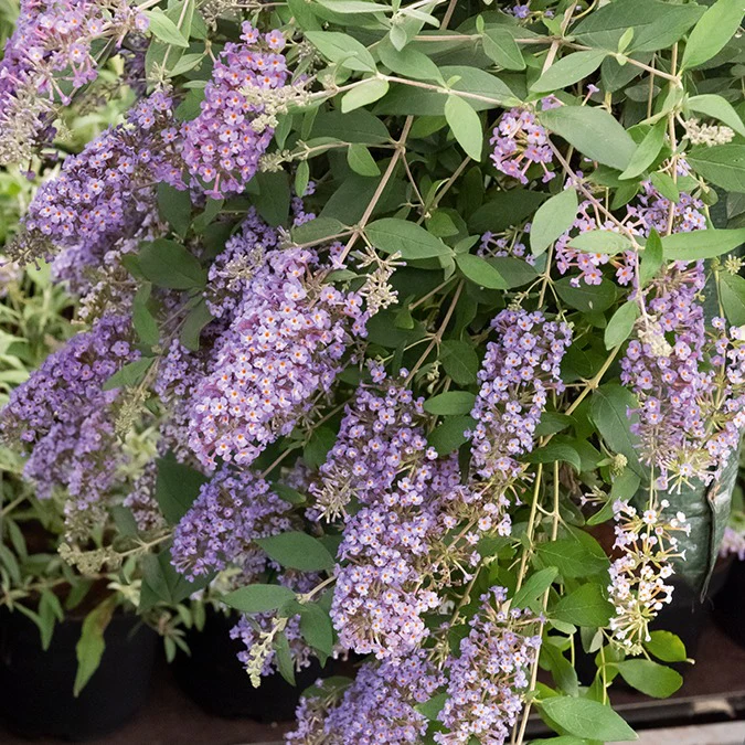 Vlinderstruik 'Dreaming Lavender' - Image 3