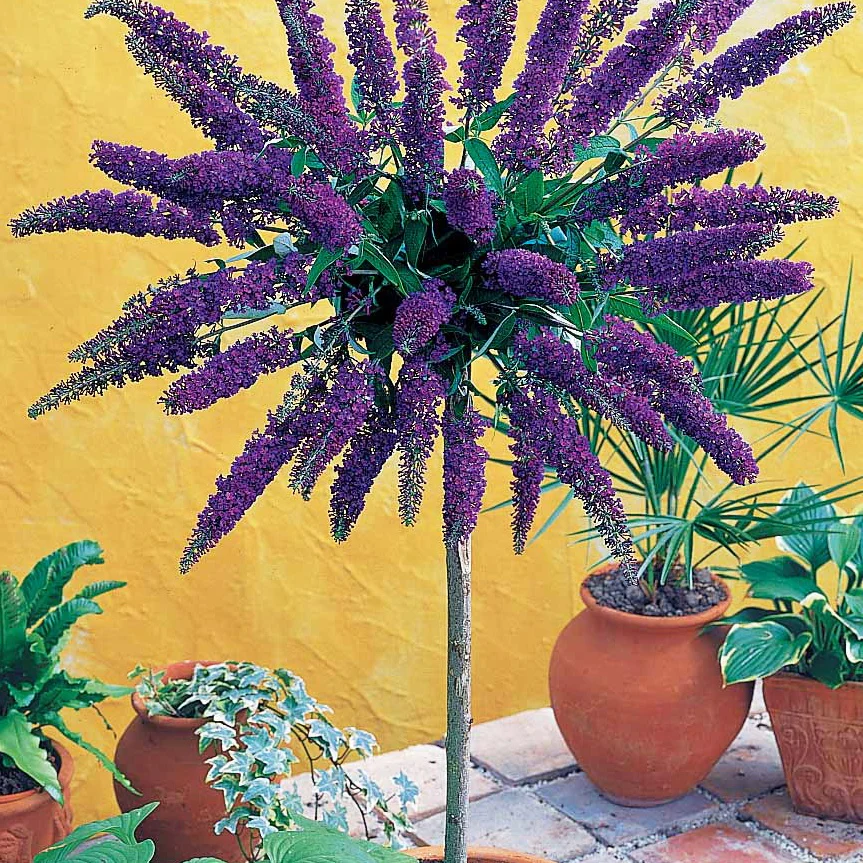 Vlinderstruik 'Empire Blue' op stengel
