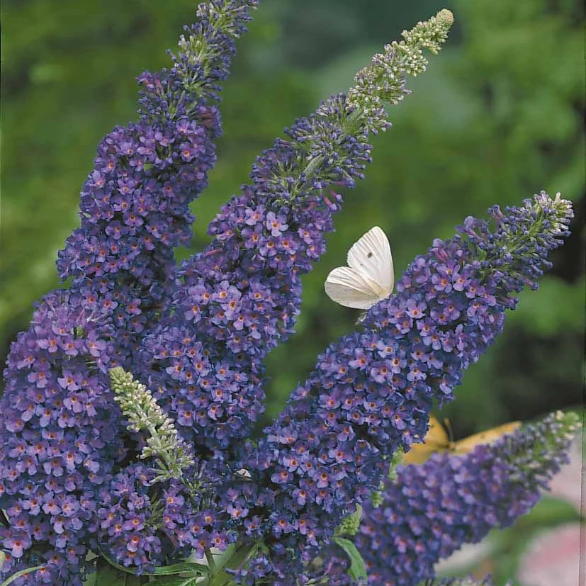 Vlinderstruik 'Empire Blue' - Image 3