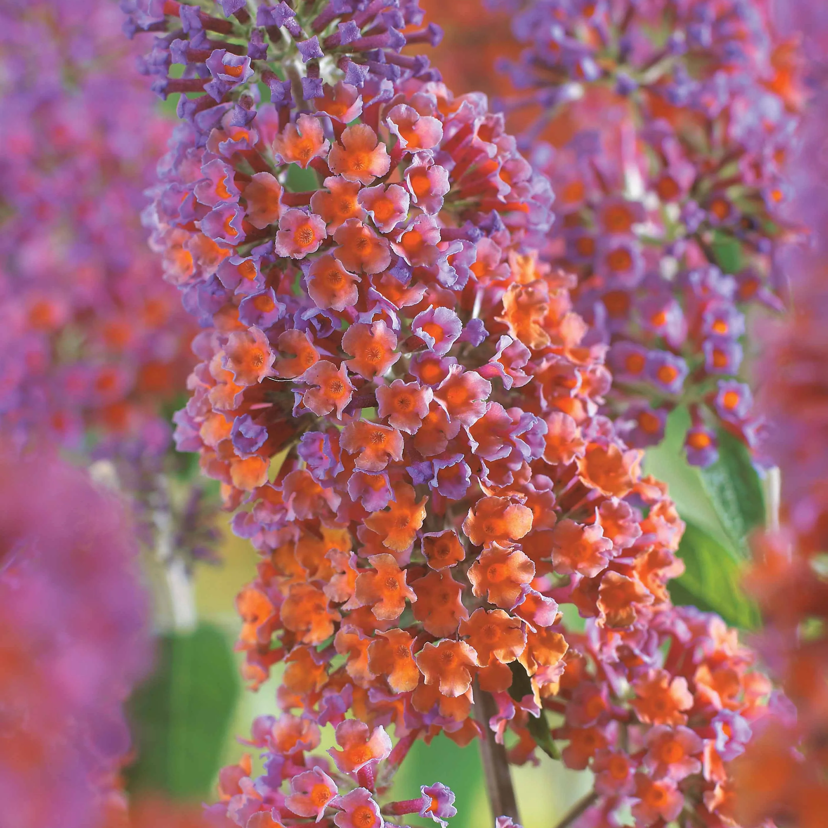 Vlinderstruik 'Flower Power' - Image 3
