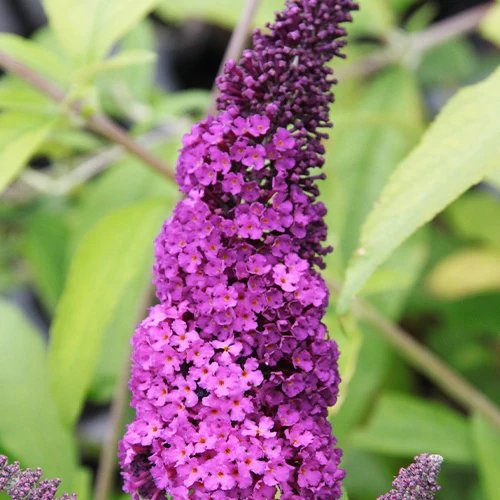 Vlinderstruik 'Royal Red' - Image 3