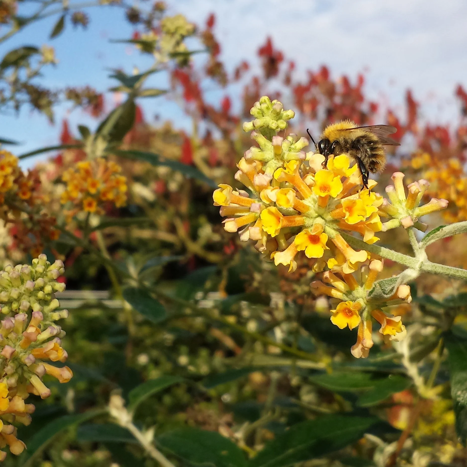 Vlinderstruik 'Sungold'