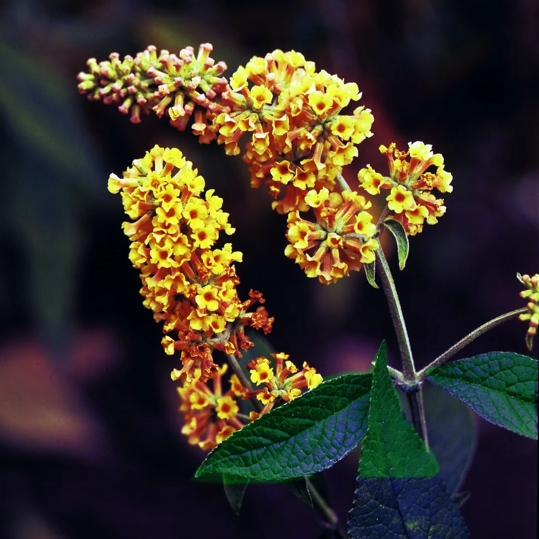Vlinderstruik 'Sungold' - Image 3