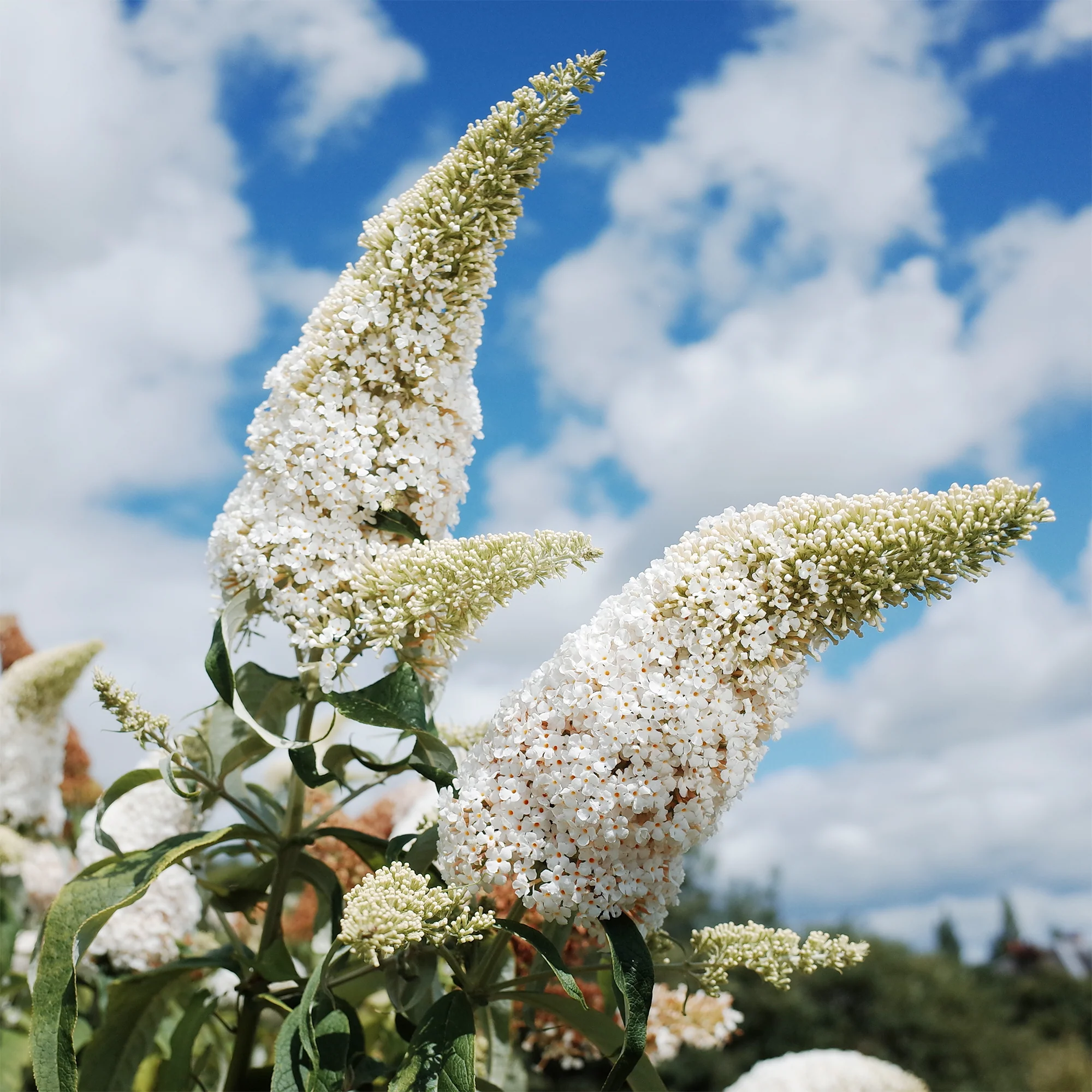 Vlinderstruik 'White Profusion' - Image 3